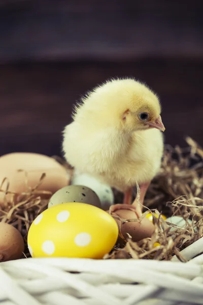 Pollo pasquale, uova e decorazioni — Foto Stock