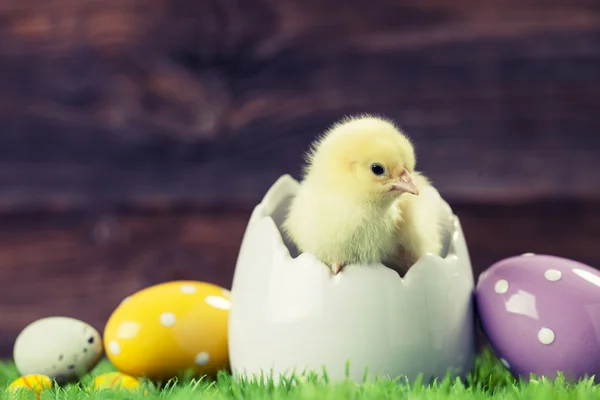 Poulet de Pâques dans l'oeuf — Photo