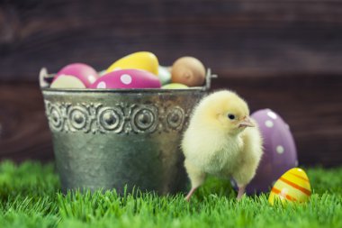 Paskalya yumurta ve tavuk dolu kova