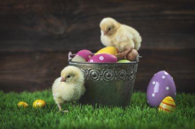 Paskalya yumurta ve tavuk dolu kova