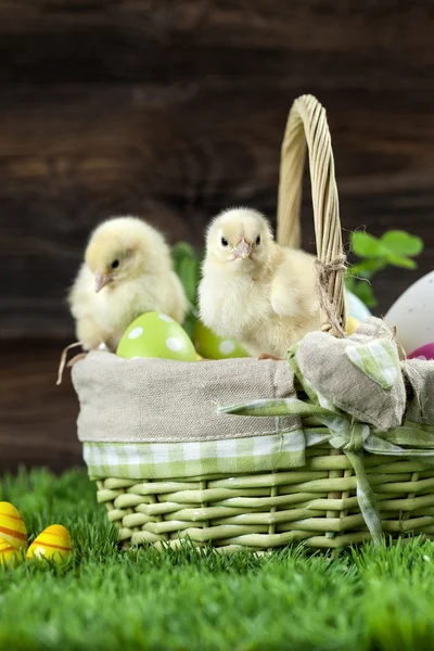 Easter bucket with eggs, young easter chickens around — Stock Photo, Image