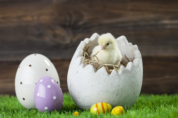 Poulet de Pâques, œufs et décorations — Photo