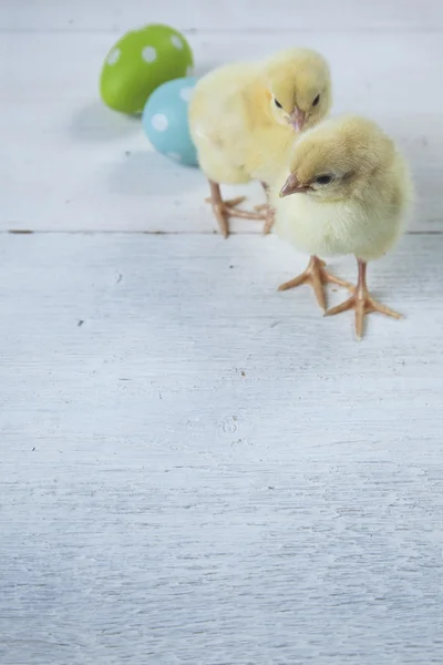 Pollo de Pascua, huevos y decoración sobre fondo blanco — Foto de Stock