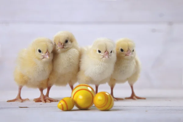 Pollo pasquale, uova e decorazione su sfondo bianco — Foto Stock