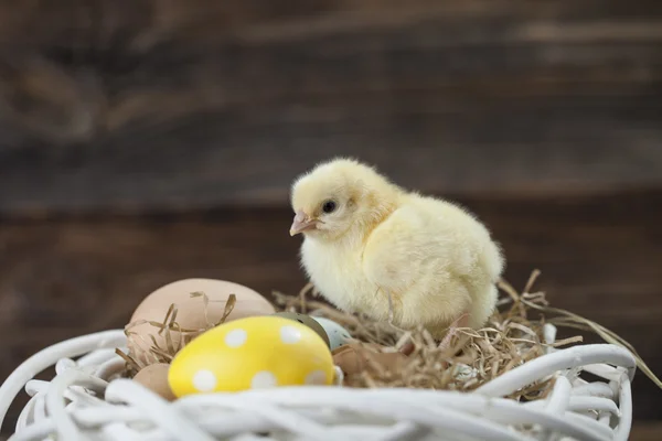 부활절 닭고기, 계란, 장식 — 스톡 사진