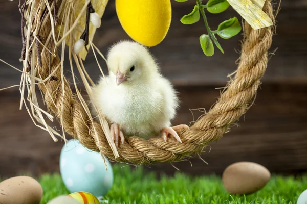 Poulet de Pâques, œufs et décorations — Photo