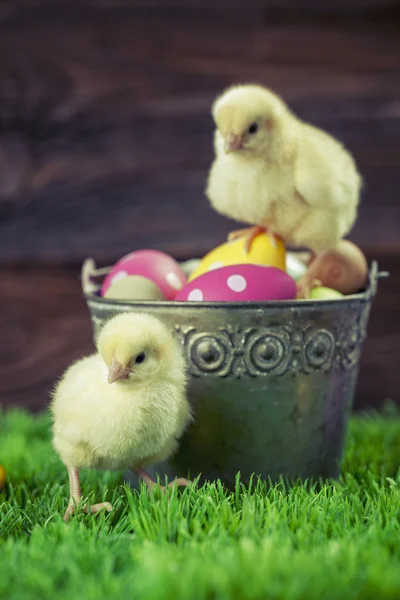 Secchio pieno di uova di Pasqua e pollo — Foto Stock