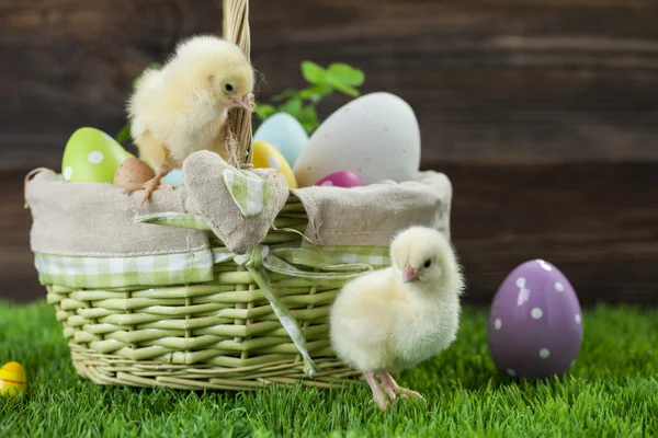 Secchio pasquale con uova, giovani galline pasquali intorno — Foto Stock