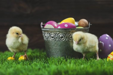 Paskalya yumurta ve tavuk dolu kova