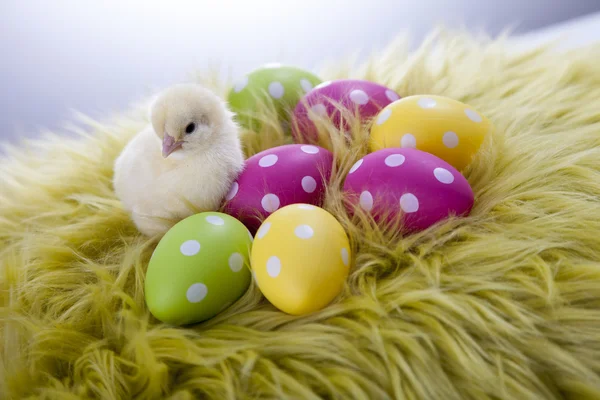 Jonge kip en Pasen eieren op zachte achtergrond — Stockfoto