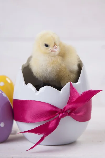 Påsk kyckling, ägg och dekoration på vit bakgrund — Stockfoto