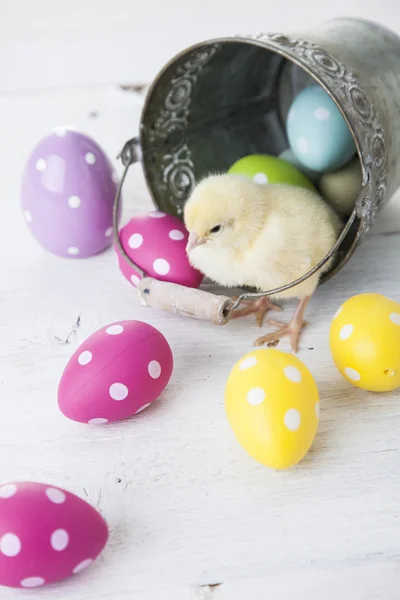 Pollo pasquale, uova e decorazione su sfondo bianco — Foto Stock