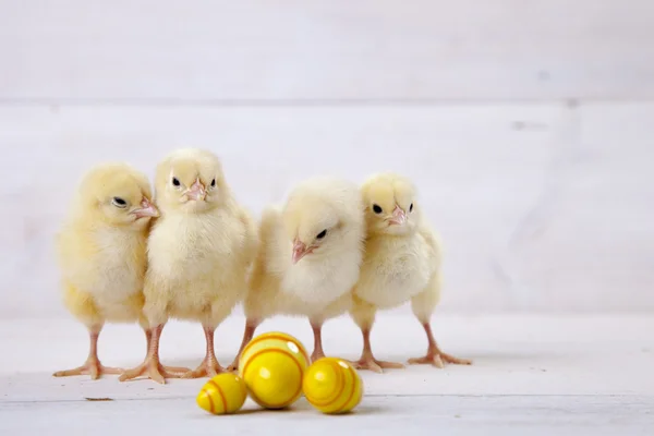 Easter chicken, eggs and decoration on white background — Stock Photo, Image