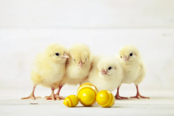 Easter chicken, eggs and decoration on white background — Stock Photo, Image