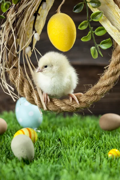 Easter chicken, eggs and decorations — Stock Photo, Image