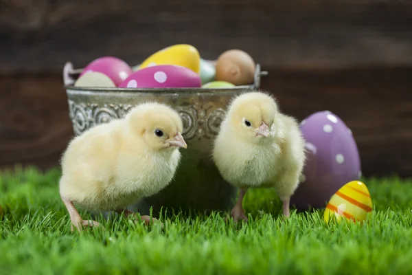 Bucket full of easter eggs and chicken — Stock Photo, Image