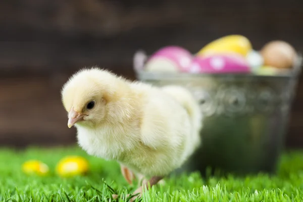 Balde cheio de ovos de Páscoa e frango — Fotografia de Stock