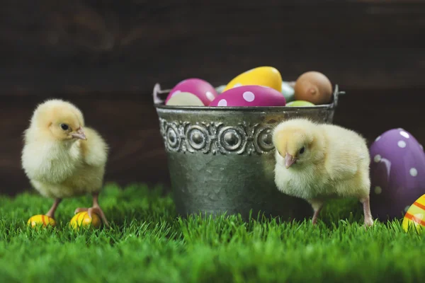 Balde cheio de ovos de Páscoa e frango — Fotografia de Stock