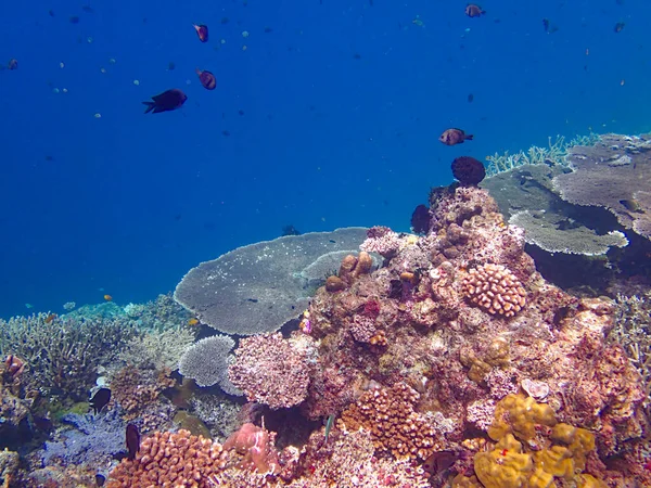 Recifes Coral Oceano — Fotografia de Stock