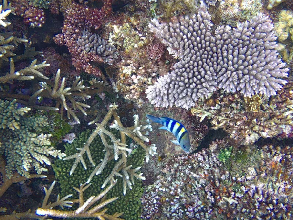Κοραλλιογενής Ύφαλος Στον Ωκεανό — Φωτογραφία Αρχείου