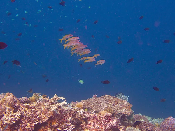 Peixes Pelo Recife Coral — Fotografia de Stock