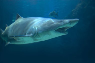 Akvaryumdaki köpekbalığı