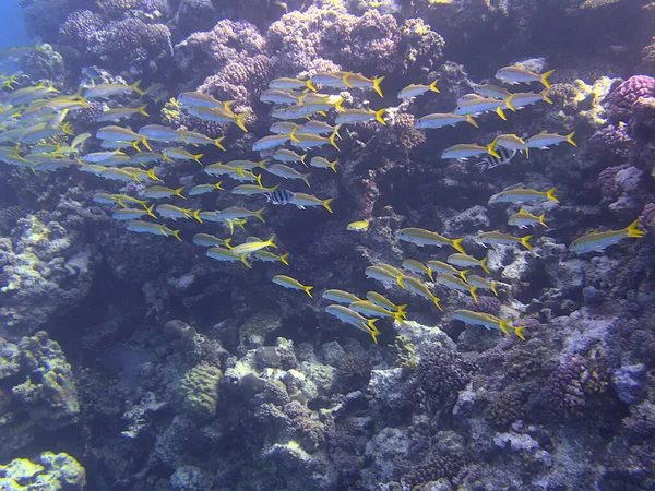 Korallenriffe Und Fische — Stockfoto