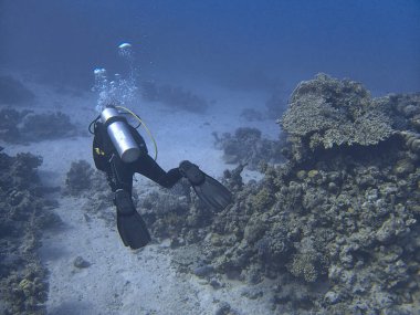 Scuba dalgıcı deniz tabanını keşfeder.