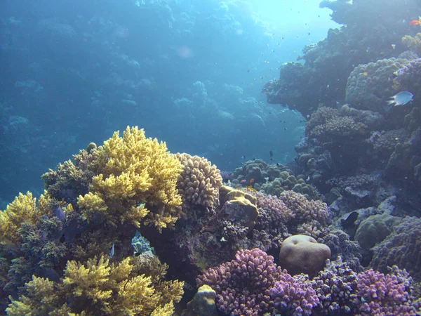 Korallenriff Meer — Stockfoto