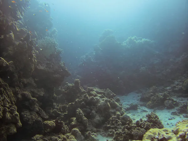 Barriera Corallina Nel Mare — Foto Stock