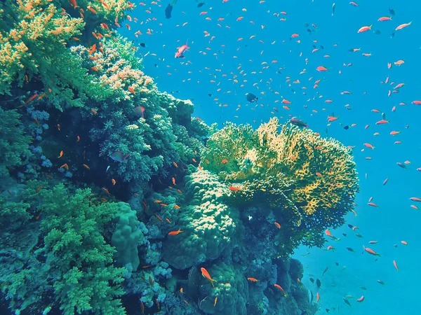 Arrecife Coral Océano — Foto de Stock