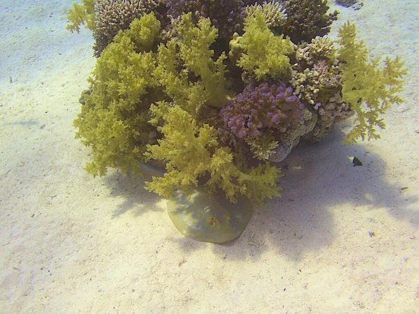 Stachelrochen Versteckt Sich Unter Korallen — Stockfoto