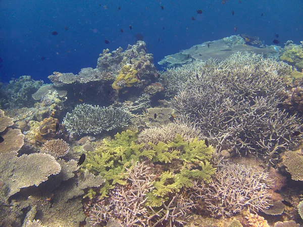 Korallenriff Ozean — Stockfoto