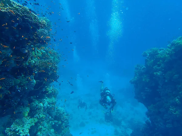 Scuba Divers Reef — Stock Photo, Image