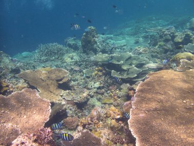 Okyanustaki mercan kayalıkları