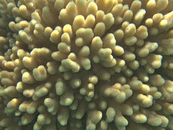 Korall Outcrop Närbild — Stockfoto