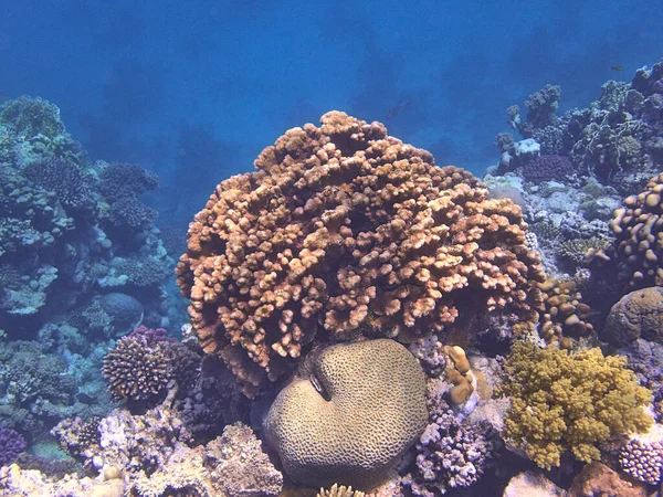 Korallenausbruch Aus Nächster Nähe — Stockfoto
