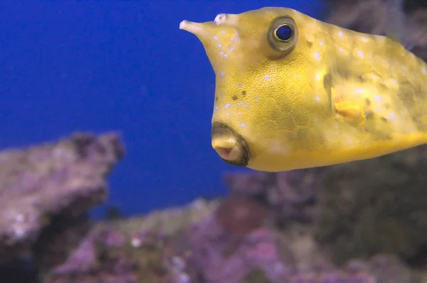 Longhorn Cowfish Closeup Lactoria Cornuta Horned Boxfish — Zdjęcie stockowe