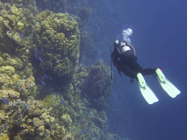 Mercan resifinde dalgıç.