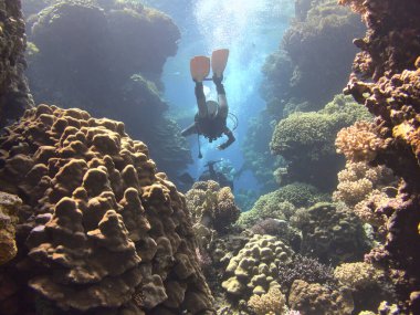 Mercan resifinde dalgıç.