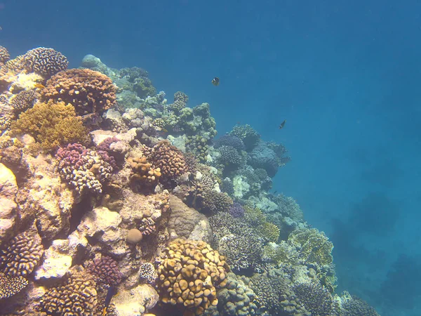 Korallenriff Ozean — Stockfoto