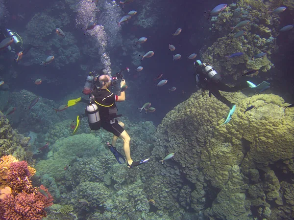 Scuba Divers Coral Reef — Stock Photo, Image