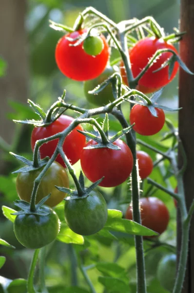 Cherry tomatoe fruits — Stock Photo, Image