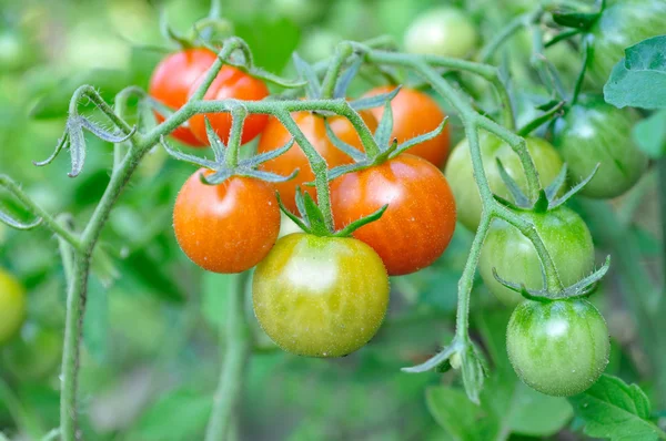 Cherry tomatoe fruits — Stock Photo, Image