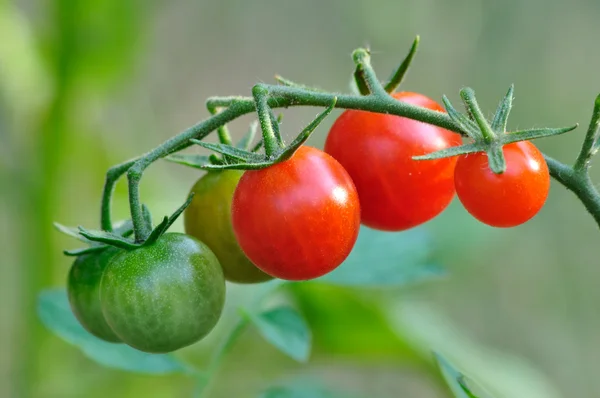 Cherry tomatoe fruits — Stock Photo, Image