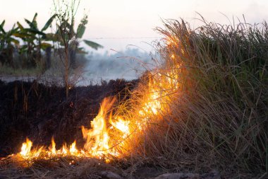 Kurak mevsimde duman ve alevler kuru saman yakıyordu..