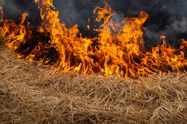 Kurak mevsimde duman ve alevler kuru saman yakıyordu..