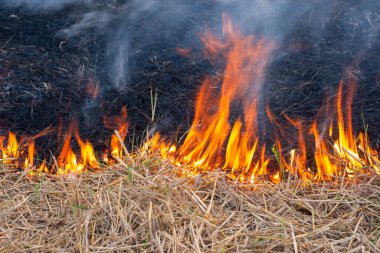 Kurak mevsimde duman ve alevler kuru saman yakıyordu..
