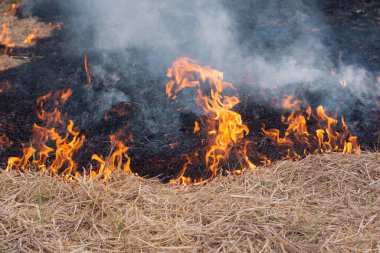 Kurak mevsimde duman ve alevler kuru saman yakıyordu..
