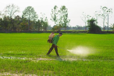 Çiftçiler pirinç tarlalarına iyi ve uygun koruyucu ekipmanlar olmadan yabani otları püskürtüyorlar..